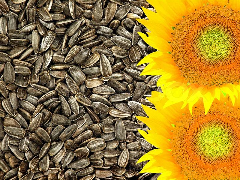 Colorful yellow sunflowers taken closeup on dried black seeds as food background, stock photo
