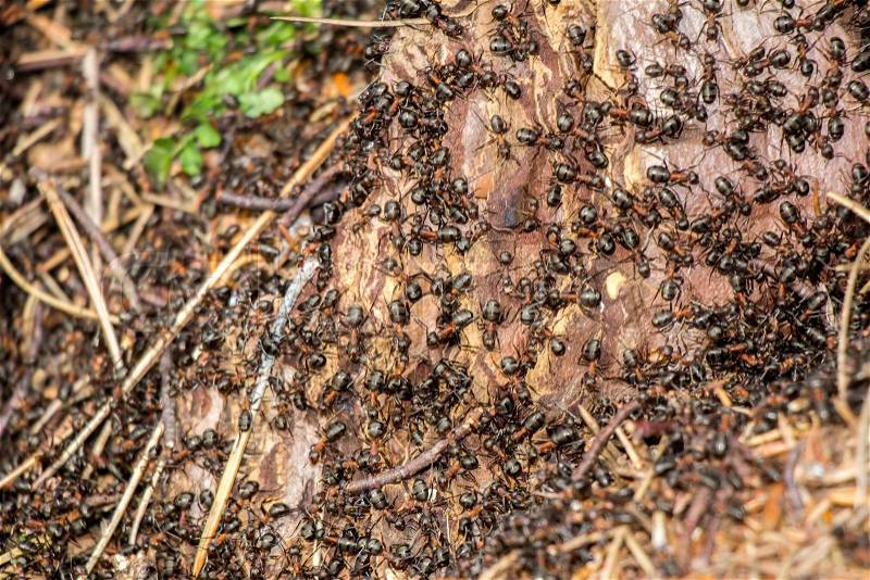 Ants colony in the rotten tree in forest , stock photo