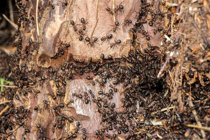 Ants colony in the rotten tree in forest , stock photo
