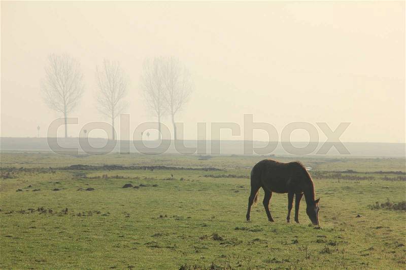 Horse in the pasture and at the distance trees in the dense fog in the early morning at the country side in autumn, stock photo