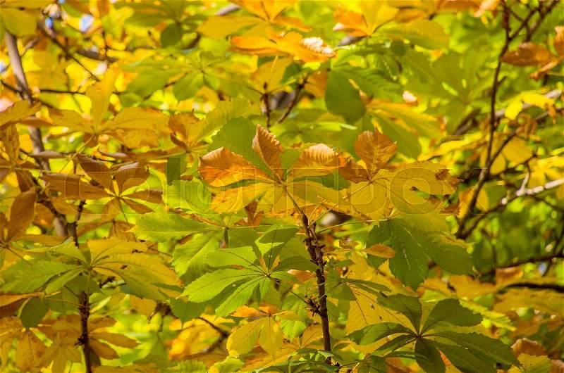 Trees branch of golden color leaves, stock photo