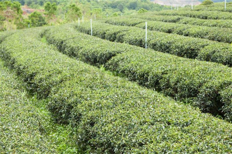 Plantation planted with tea plantations, farmers grow tea trees. Mountain areas for plantations, stock photo