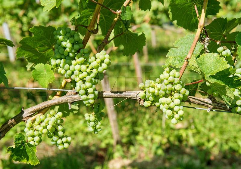 Grapes with green leaves on the vine. Vine grape fruit plants outdoors, stock photo