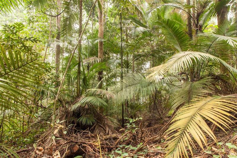 Tropical rainforest wide angle photo, stock photo