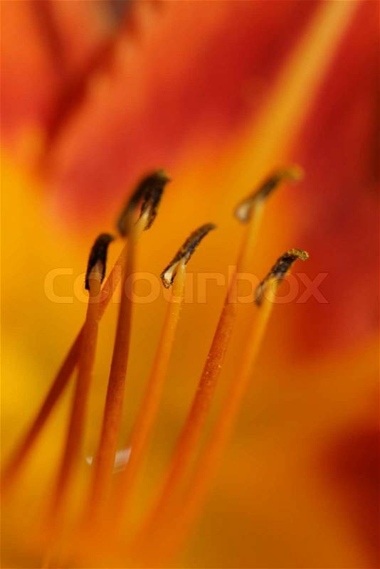 Closeup picture of flowers in a french garden, stock photo