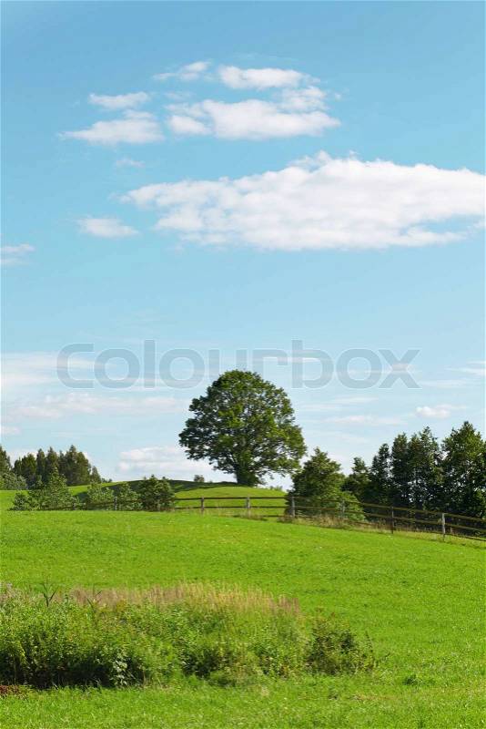 Summer landscape with oak tree, stock photo