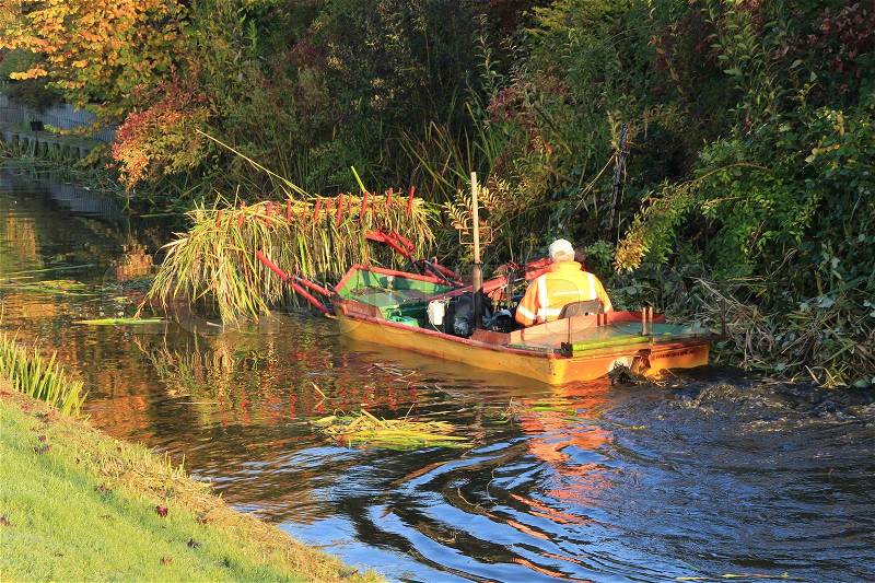 The man in the boat removes the common reed against the shore of the canal in the residential area in the village in fall, stock photo