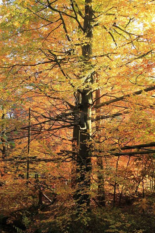 Scaffolding for exercise for the sporting people in the forest with trees with multicolored leaves in fall, stock photo