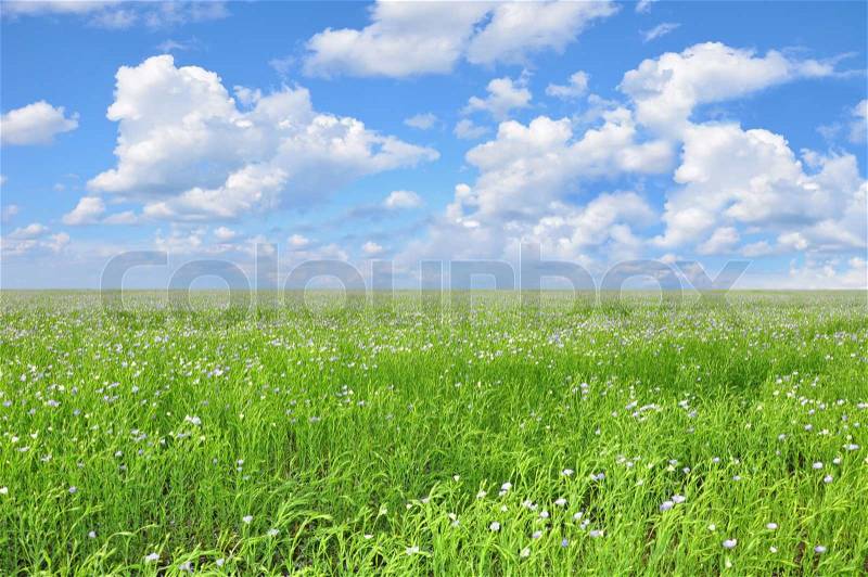Field of blue flowers and perfect blue sky, stock photo
