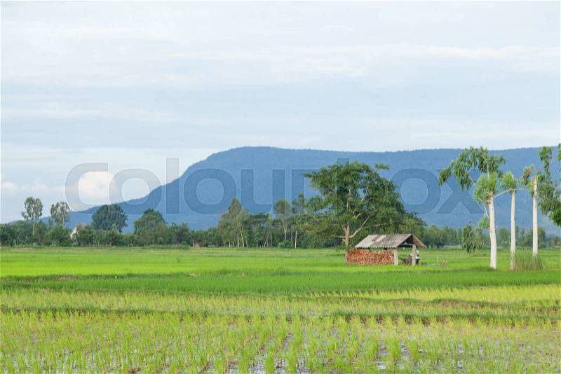 Cabin in the rice fields Behind a high mountain with forest cover completely, stock photo