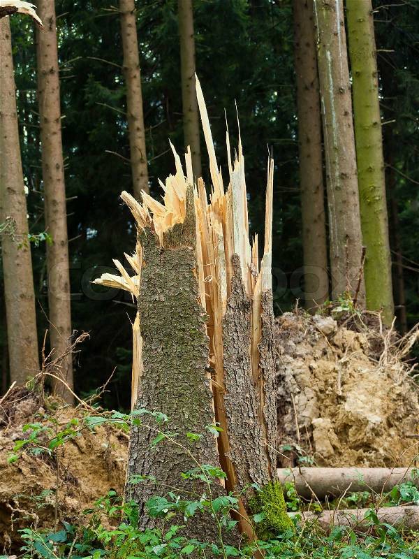 Storm damage. Fallen trees in the forest after a storm, stock photo