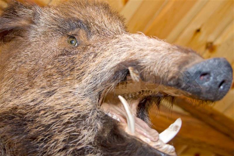 Wild boar. Stuffed animal, stock photo