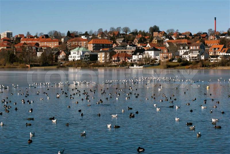 Birds all over the winter lake in Kolding, Denmark. City skyline in the background, stock photo