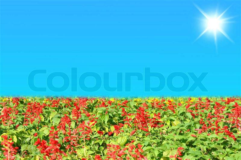 Field of beautiful red flowers and blue sky with sun in summer day, stock photo