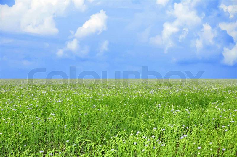 Field of blue flowers and perfect blue sky, stock photo