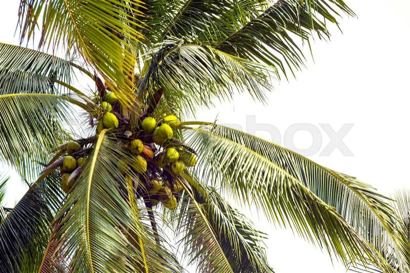 Ripening coconut on coconut palms close-up shot, stock photo