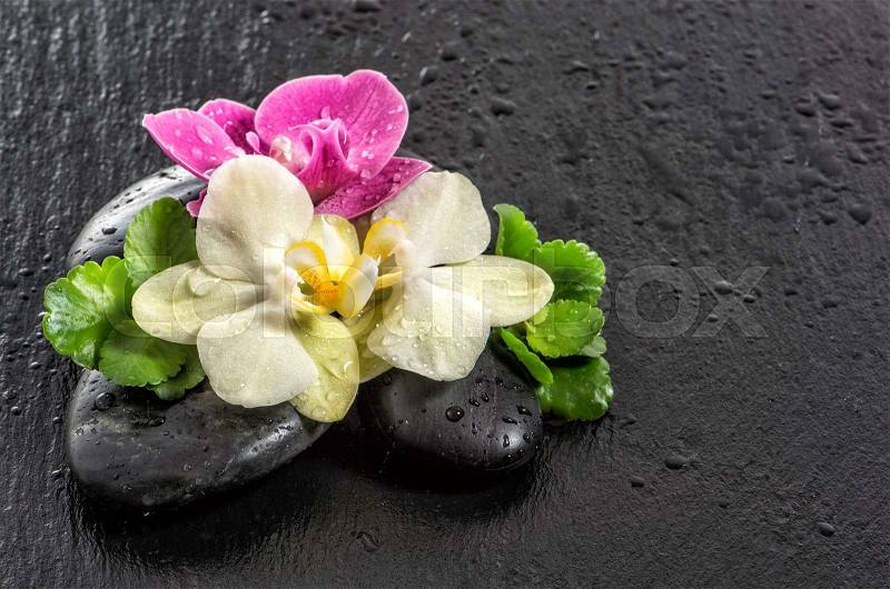 Fresh orchid flowers with water drops and black stones on black background, stock photo
