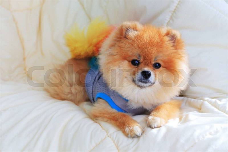 Cute pet in house, pomeranian grooming dog wear clothes on bed at home, stock photo