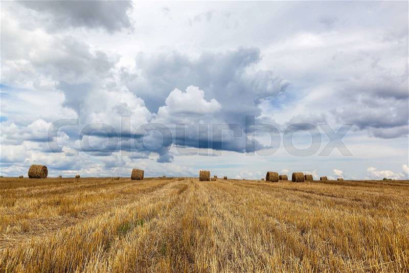 Harvested wheat field with hay rolls on the background of a stormy sky, stock photo