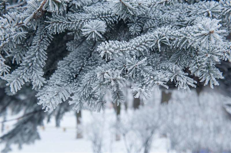 Snow Covered Pine Tree Branches Close Up, stock photo