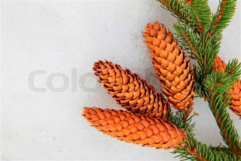 Pine branch and fir cone on white snow taken closeup, stock photo