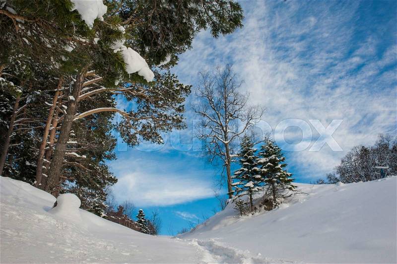 Winter landscape with snow-covered fir trees, stock photo