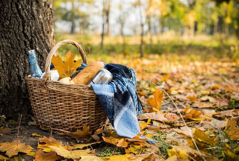 Basket with a blanket, coffee and food in the yellow autumn leaves. Autumn picnic in the park, a warm autumn day, stock photo