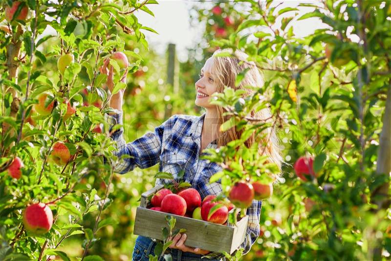 Beautiful young woman picking ripe organic apples in wooden crate in orchard or on farm on a fall day, stock photo