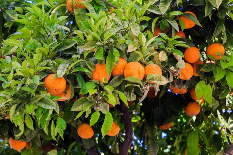 Orange trees in the garden. fresh orange on plant, orange tree, stock photo