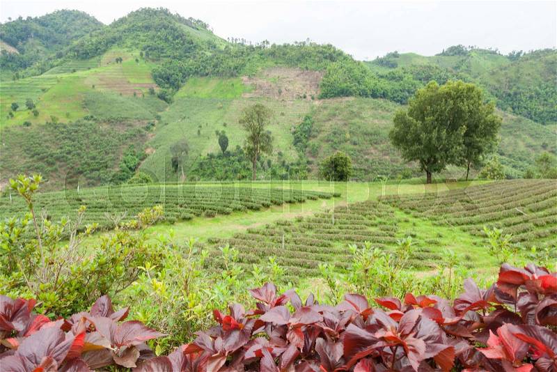 Large tree in tea plantation Tea plantations on the mountains, stock photo