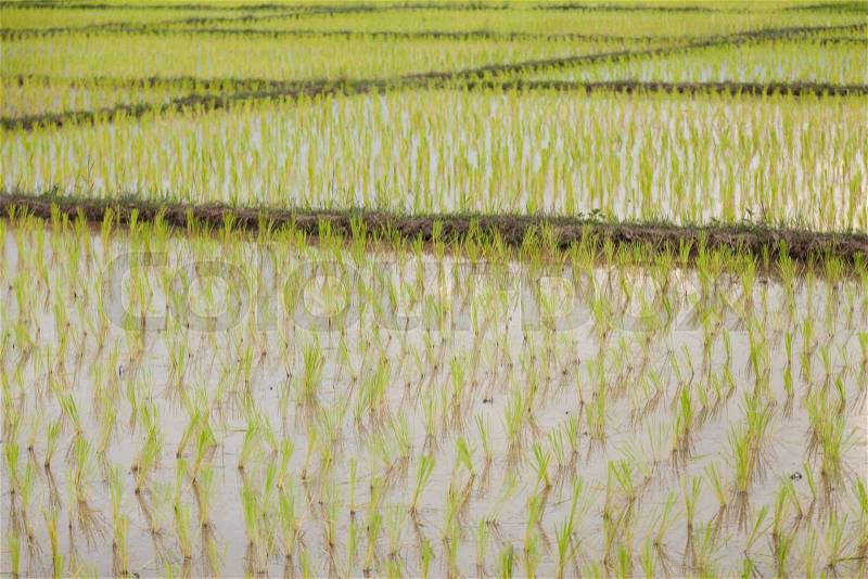 Rice plant farmers planting rice. rice plant growing, stock photo