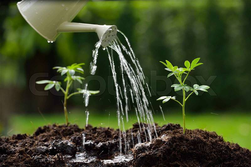 Sprouts watered from a watering can( focus on right plant ), stock photo