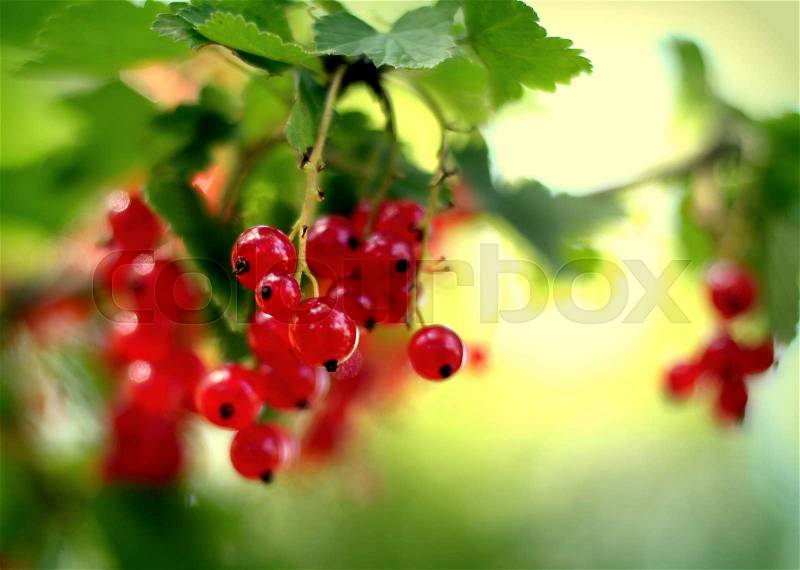 A Tight Bunch of Redcurrent Berries Hanging in the Sun, stock photo
