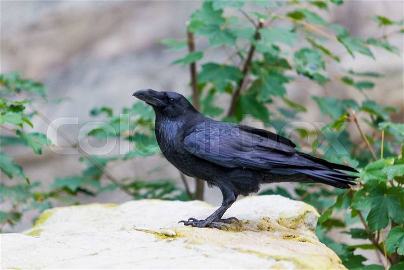 Black Crow. Raven Portrait, stock photo