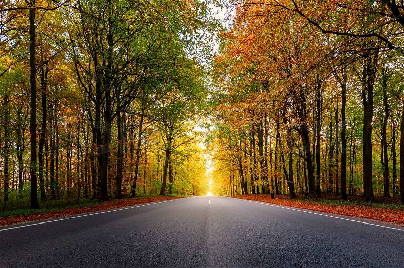 A beautiful road through a forest during autumn, stock photo