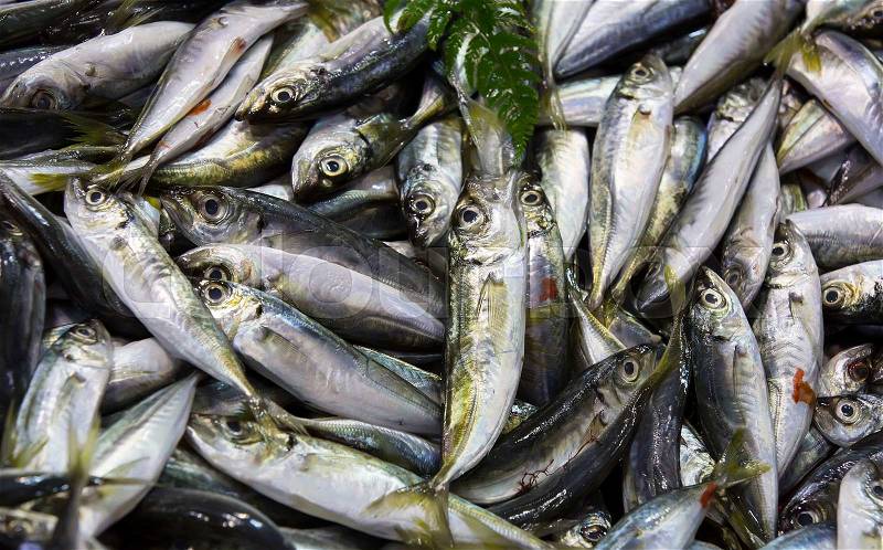 Background of fresh sea fish fishing food frame, stock photo