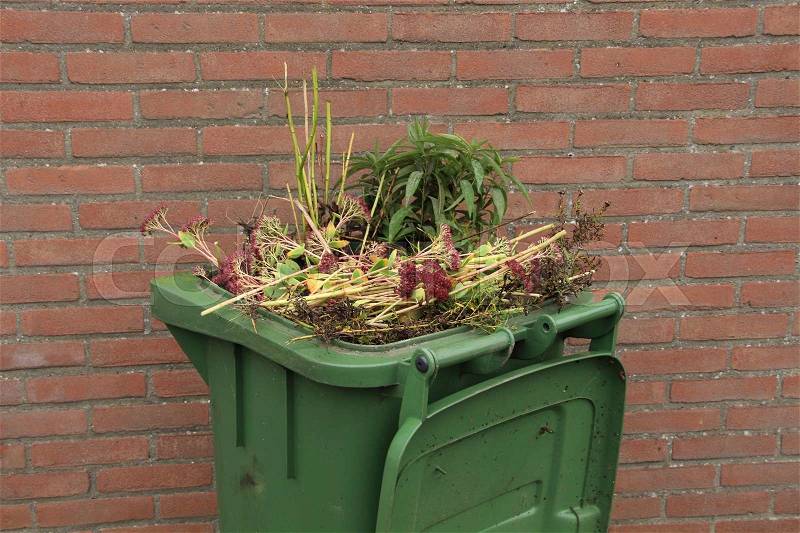 Full green container with garden waste from Goldenrod, Sedum and New York Aster from the garden of the house, stock photo