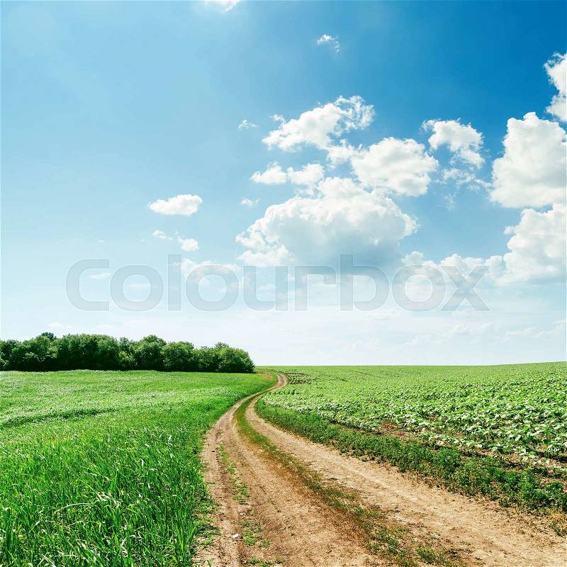 Rural road in green spring fields and light clouds over it, stock photo