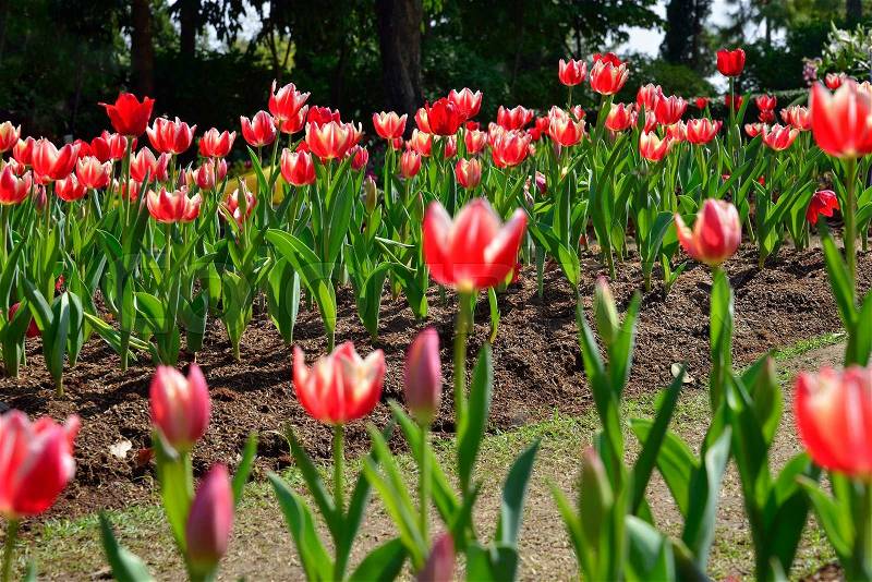 Beautiful red tulip flower, tulip in the garden field, stock photo