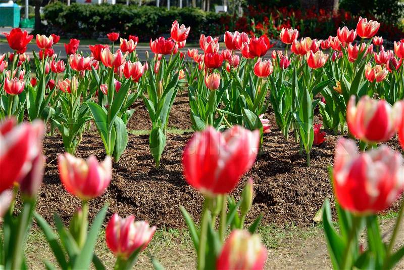 Beautiful red tulip flower, tulip in the garden field, stock photo