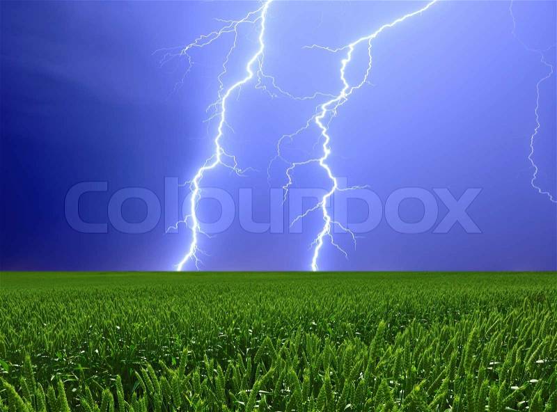 Thunderstorm and perfect Lightning over field of green wheat, stock photo