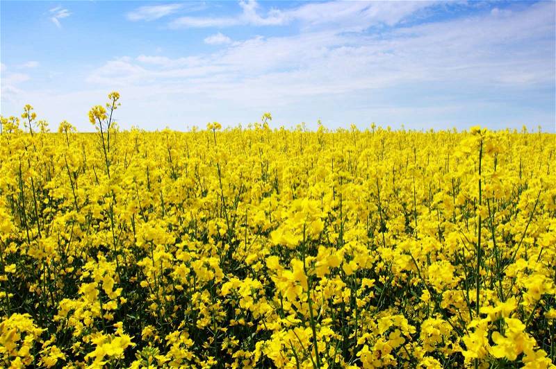Flowers of oil in rapeseed field with blue sky and clouds, stock photo