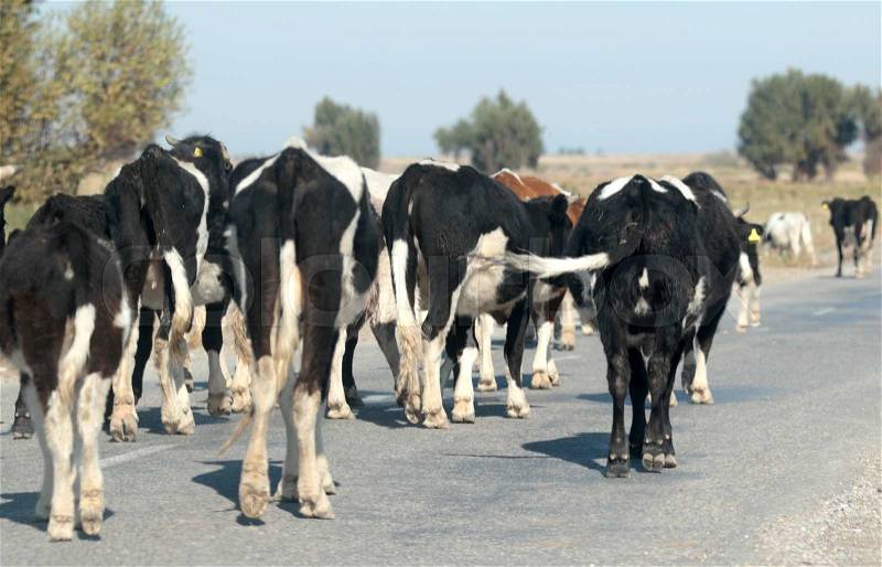 Cows are on the road from a car window, stock photo