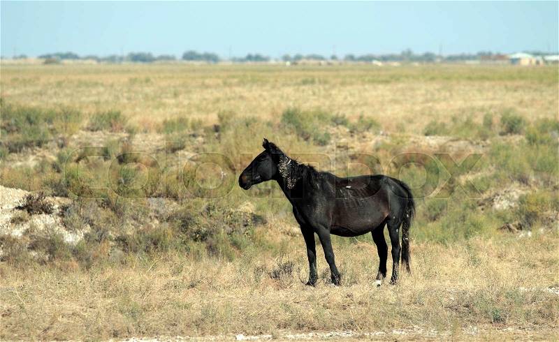 A horse in a pasture in the steppe, stock photo