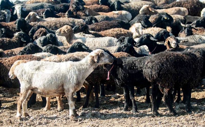 Sheep, goats out to pasture in the steppe, stock photo