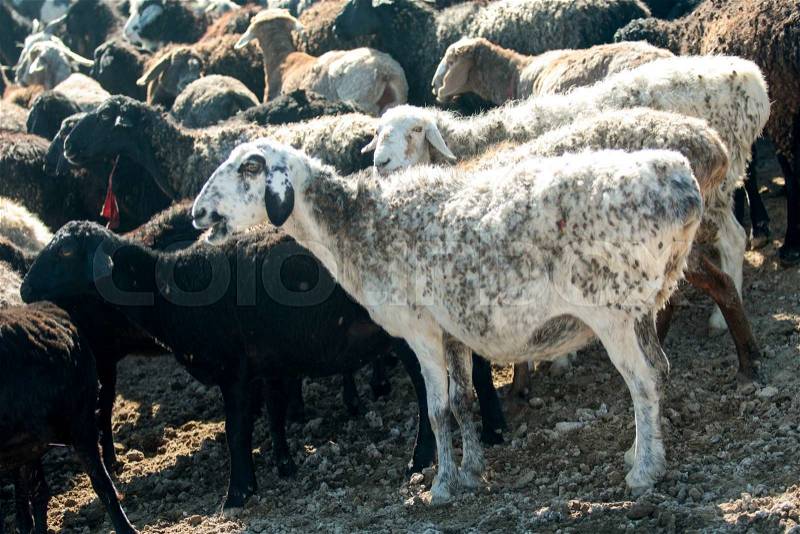 Sheep, goats out to pasture in the steppe, stock photo