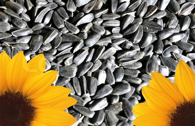 Background with flower sunflower and seeds, stock photo