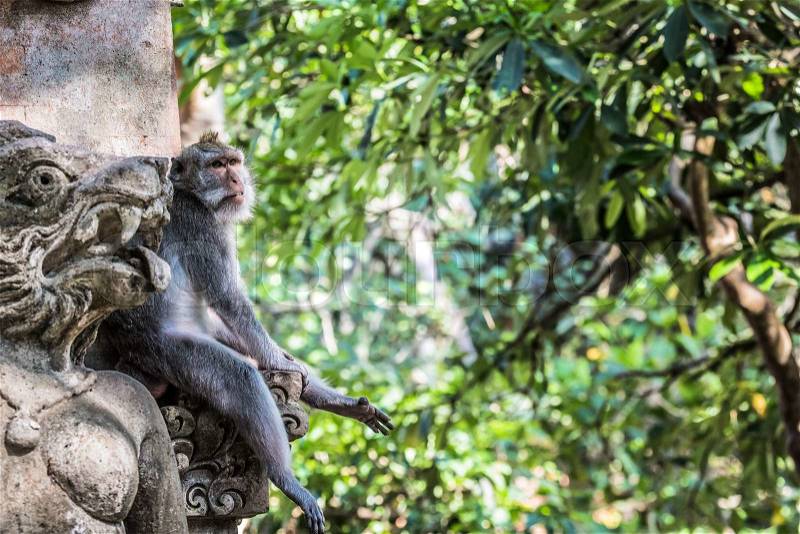 Monkey at Sacred Monkey Forest, Ubud, Bali, Indonesia, stock photo