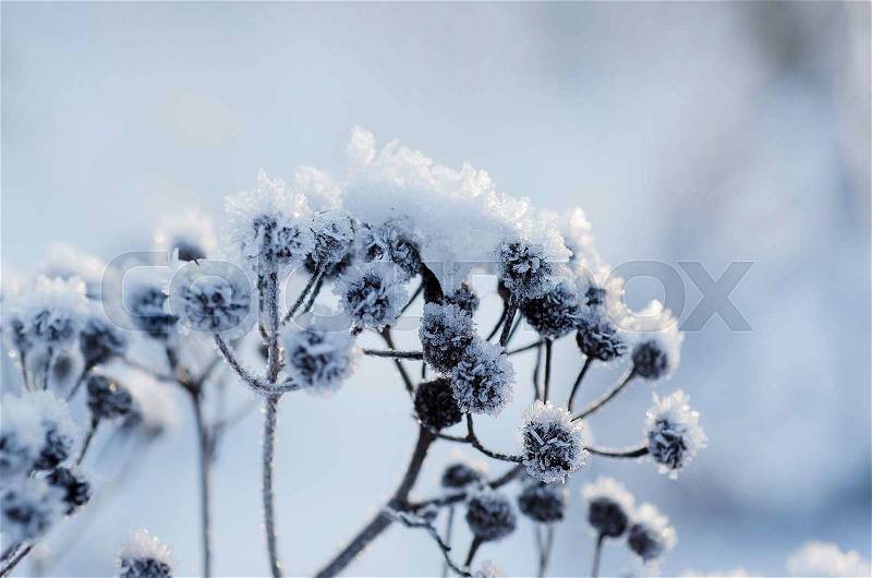 Frozen meadow plant, natural vintage winter background, macro image, stock photo