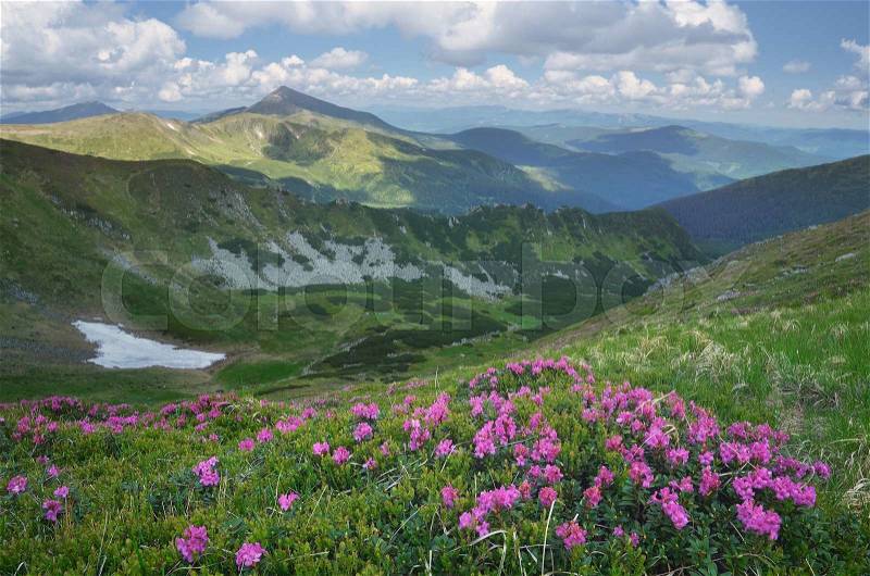 Summer landscape with flowers of rhododendron in the mountains. Carpathian mountains; Ukraine; Europe, stock photo